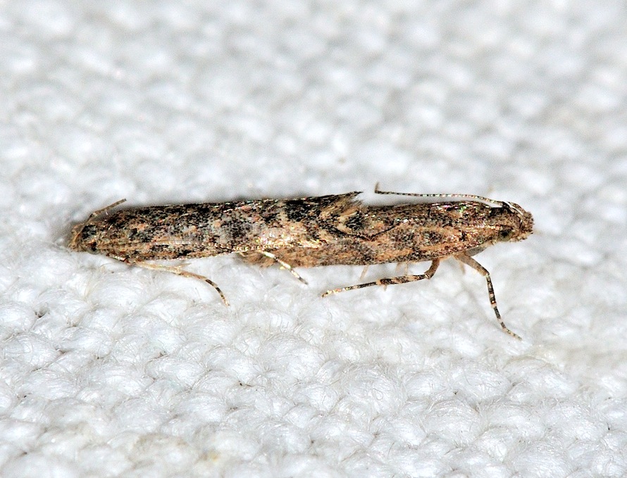 Nuovi Microlepidotteri - Tuta cf. absoluta (Gelechiidae)